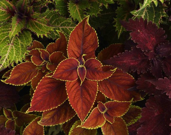 Gallery_Royal-Hotel-Sanremo30