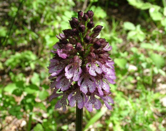 Paklenica_National_Park13