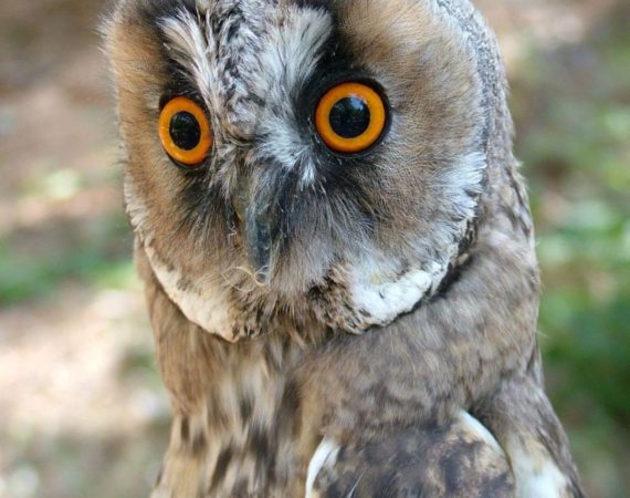 Paklenica_National_Park14