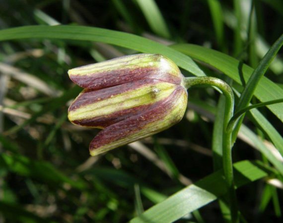 Paklenica_National_Park18